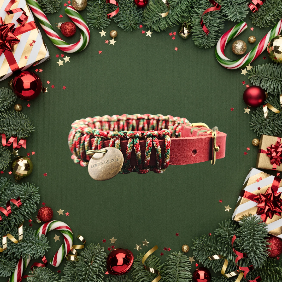 2025 Hundehalsband Limitierte Xmas Edition Rot Grösse XS Plus (26-30cm) 1,5cm Lederbreite